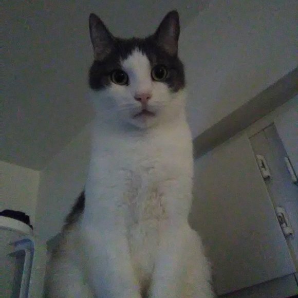 Meet your Posher, Lisa - Picture 14 of 16